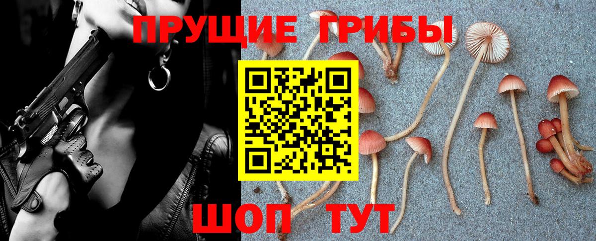 Псилоцибиновые грибы Psilocybe Губаха